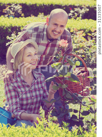Mature positive couple engaged in gardening 31335007