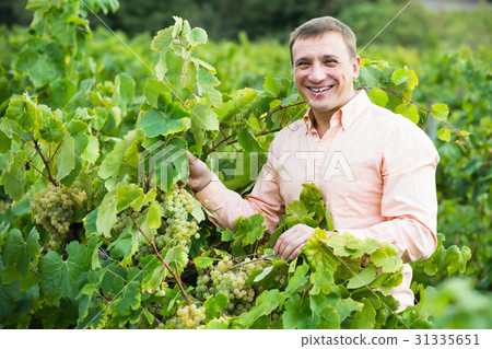 Portrait of smiling man near grapes in vineyard Portrait of smiling man near grapes in vineyard 31335651
