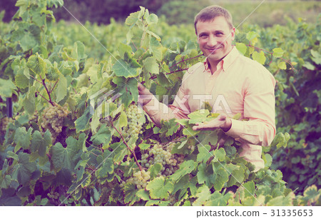 Vintner with clusters of grape Vintner with clusters of grape 31335653