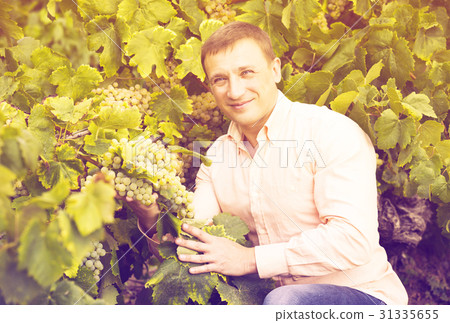 Vintner with clusters of grape Vintner with clusters of grape 31335655