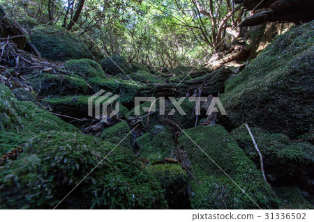 Yoshi-jima's moss-filled forest 31336502