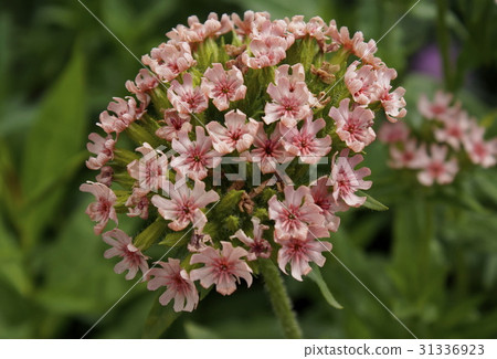 Riknice · Calsenica Riknice · Calsenica 31336923