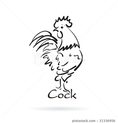 Vector of hand drawn cock on white background.Farm 31336956