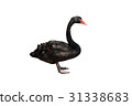 Black Swan 31338683