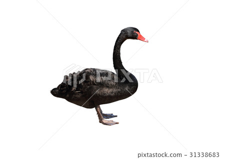Black Swan 31338683