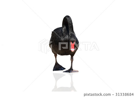 Black Swan Black Swan 31338684