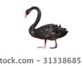 Black Swan 31338685