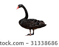 Black Swan 31338686