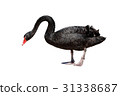 Black Swan 31338687