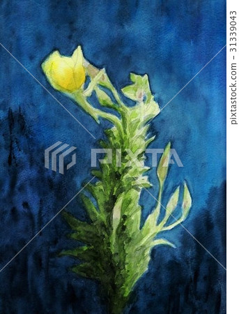 Evening primrose / flower Evening primrose / flower 31339043