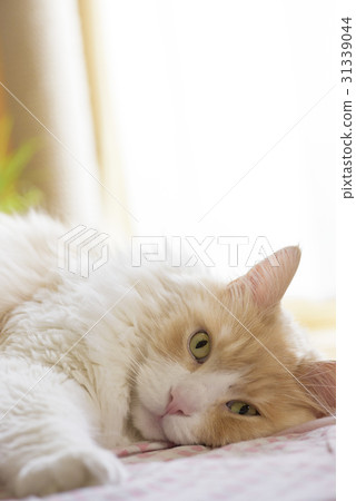 Lying cat Lying cat 31339044