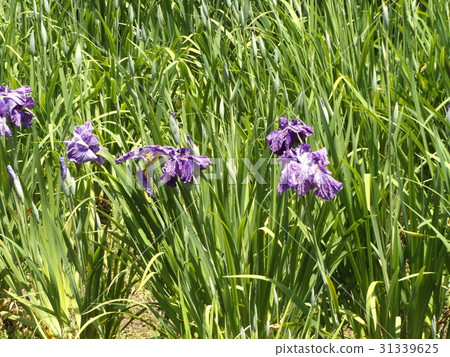 Hana shawub藍色花在Katakura城堡廢墟公園池塘的 31339625
