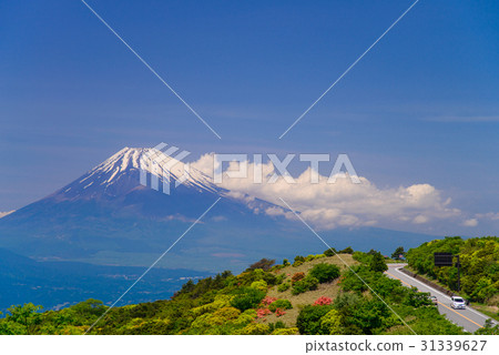 富士山看法從杜娟花開花的伊豆地平線路的 31339627