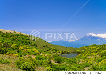 從新鮮的綠色伊豆天際線的富士視圖 31339629