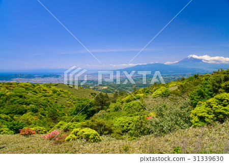 從杜鵑花盛開的伊豆天際線的富士山景色 31339630