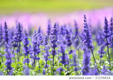 Blue Salvia (Farinassea) Blue Salvia (Farinassea) 31339818