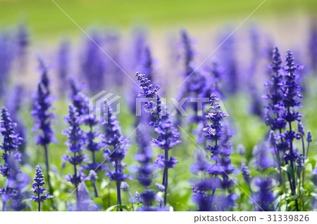 Blue Salvia (Farinassea) 31339826
