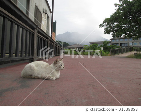 Sakurajima and a cat 2017.6.6. Sakurajima and a cat 2017.6.6. 31339858