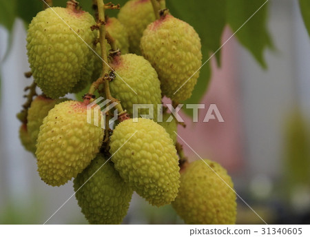 荔枝果實 31340605