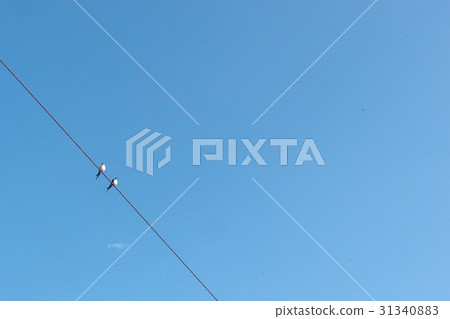 Pair of birds love and hope 31340883