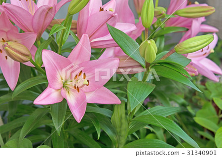 粉色百合花 31340901