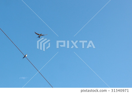 Pair of birds, love, flying 31340971