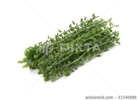 新鮮的海膽 31340996