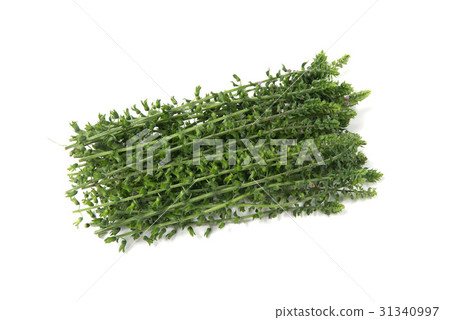 Fresh sea urchin Fresh sea urchin 31340997