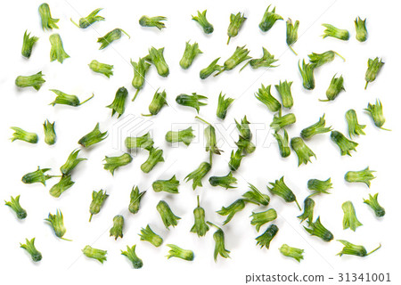 Fresh sea urchin 31341001