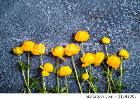 top view of bright spring yellow globe flowers top view of bright spring yellow globe flowers 31341005
