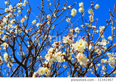 梅花（玉） 31341467