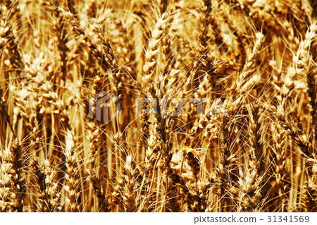 Wheat field 31341569