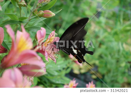 Alstroemeria and blackcurrant Alstroemeria and blackcurrant 31342021