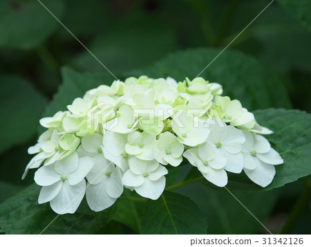  hydrangea 31342126