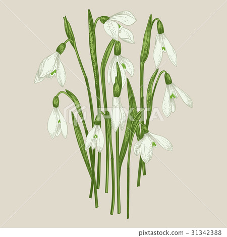 Bouquet of snowdrops. 31342388