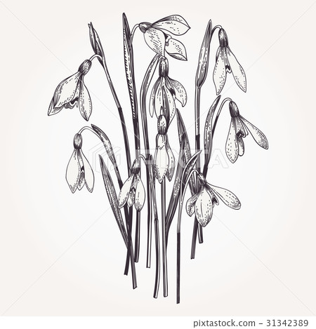 Bouquet of snowdrops. Bouquet of snowdrops. 31342389