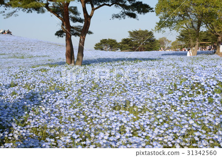 One side of Nemophila One side of Nemophila 31342560