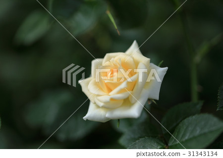 白玫瑰花 白玫瑰花 31343134