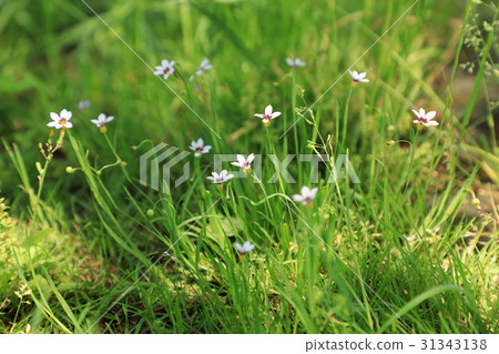 五月盛開的鮮花 五月盛開的鮮花 31343138