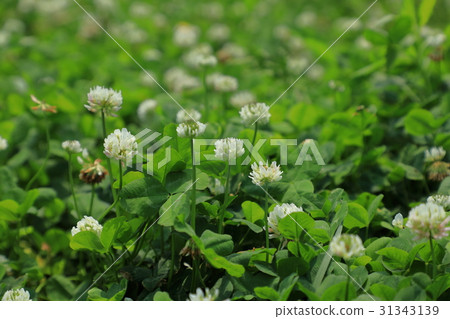 三葉草花 三葉草花 31343139