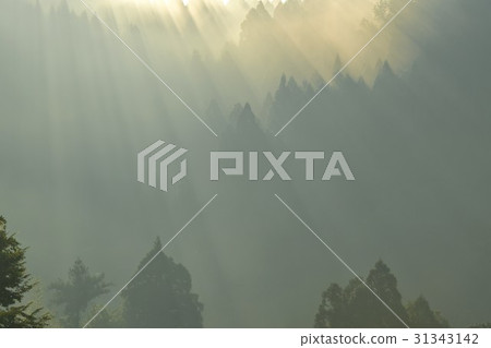 Shower of light Shower of light 31343142