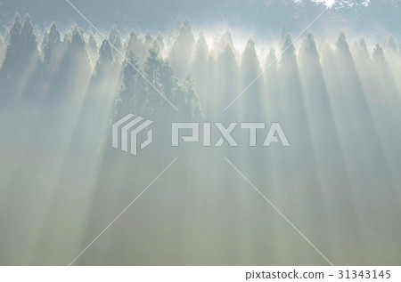 Shower of light Shower of light 31343145