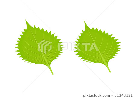 2 blue pepper (large leaves) 31343151