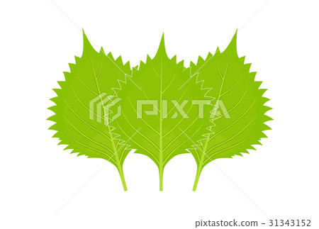 3 sheets of Aoshiso (large leaves) 31343152