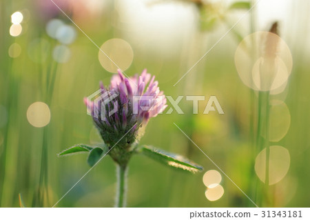 Morning dew and Murasakitetsukusa up Morning dew and Murasakitetsukusa up 31343181