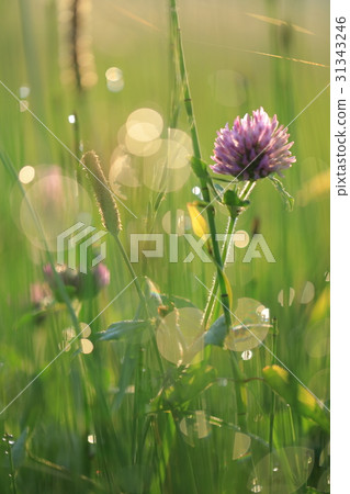 Morning dew of balls blurred and Murasakikkusa flower longitudinal photo 31343246