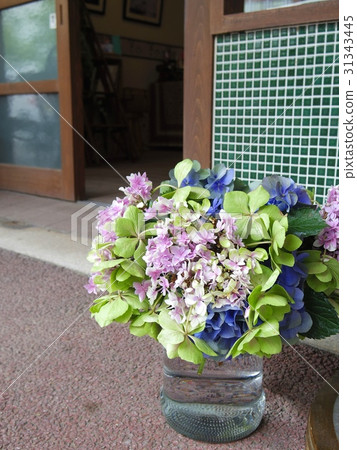 繡球花進入花瓶 繡球花進入花瓶 31343445