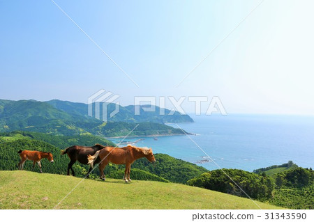 Horse of Cape Miyazaki prefecture cape Horse of Cape Miyazaki prefecture cape 31343590