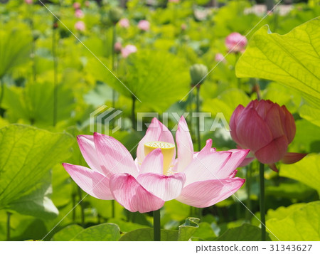  開花在池塘的蓮花 31343627