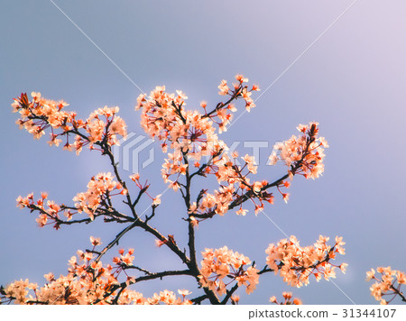 Branch of sakura started blooming Branch of sakura started blooming 31344107